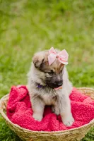Shelby, a female German Shepherd Dog for sale in Marlette, MI – 3 of 6