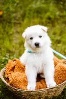 Kane, a male German Shepherd Dog for sale in Marlette, MI – 2 of 6
