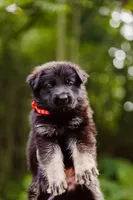 Ruger, a male German Shepherd Dog for sale in Marlette, MI – 4 of 6