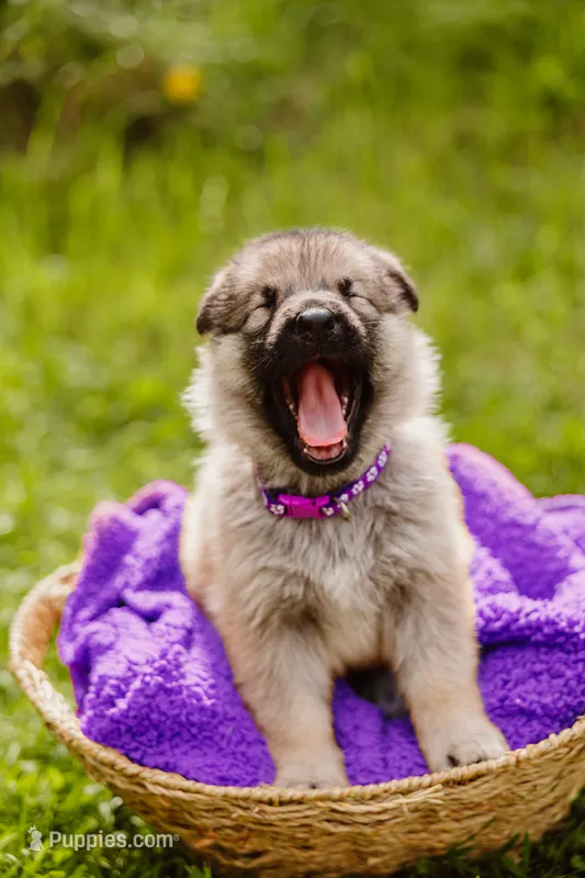 Sasha – German Shepherd Dog puppy for sale in Marlette, MI