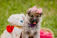 Shelby, a female German Shepherd Dog for sale in Marlette, MI – 6 of 6