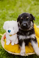 Jett, a male German Shepherd Dog for sale in Marlette, MI – 8 of 10