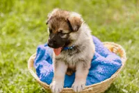Hunter, a male German Shepherd Dog for sale in Marlette, MI – 3 of 10