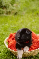 Ruger, a male German Shepherd Dog for sale in Marlette, MI – 2 of 6