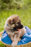 Hunter, a male German Shepherd Dog for sale in Marlette, MI – 4 of 10