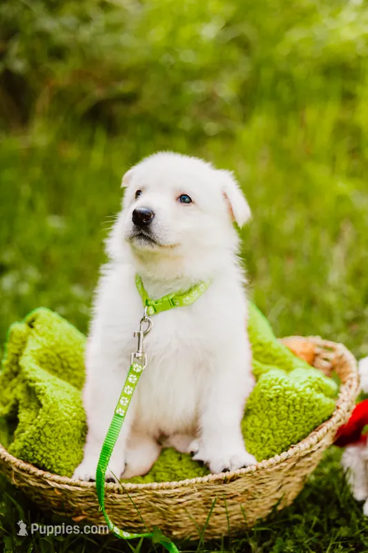 Griffin  – German Shepherd Dog puppy for sale in Marlette, MI