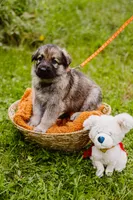 Diesel , a male German Shepherd Dog for sale in Marlette, MI – 10 of 10