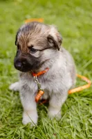 Diesel , a male German Shepherd Dog for sale in Marlette, MI – 3 of 10