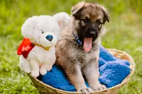Hunter, a male German Shepherd Dog for sale in Marlette, MI – 9 of 10