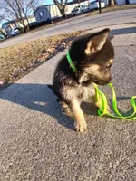 Ruger, a male German Shepherd Dog for sale in Marlette, MI – Photo 6 of 6