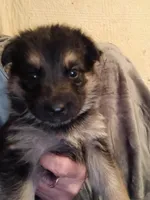 Ruger, a male German Shepherd Dog for sale in Marlette, MI – Photo 2 of 4