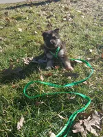 Ruger, a male German Shepherd Dog for sale in Marlette, MI – Photo 3 of 4