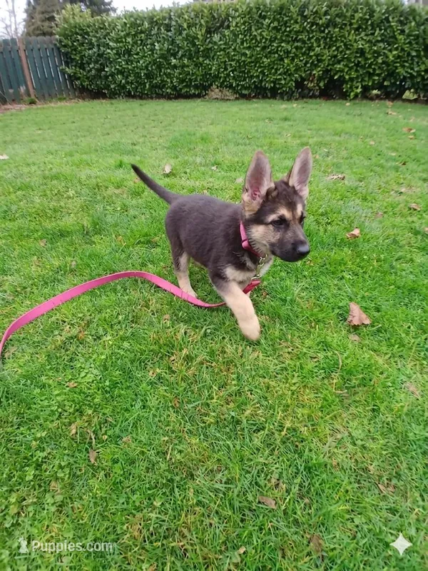 Willow, a female German Shepherd Dog for sale in Marlette, MI – Photo 1 of 1