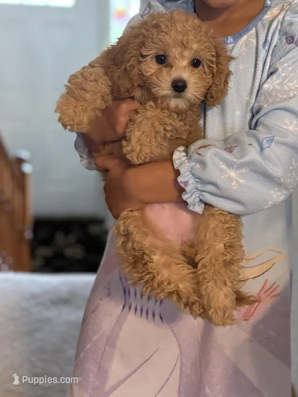 Gracie – Poodle - Toy  puppy for sale in Jefferson City, MO