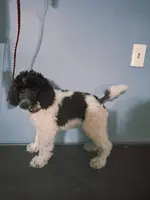 processed/36a082b9-ee48-42af-bebe-2a28e0b408f4/listing/244144cb-2675-4c6b-a807-2e75bf50c4be/e5a02e94-72fb-4824-b680-9a8ba3743d19