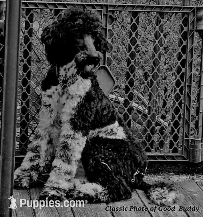 PARTI- Buddy, a male Poodle - Standard  for sale in Rutherfordton, NC – Photo 7 of 7