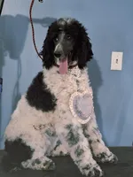 Disco Darling, a female Poodle - Standard  for sale in Rutherfordton, NC – Photo 4 of 10