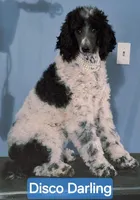 Disco Darling, a female Poodle - Standard  for sale in Rutherfordton, NC – Photo 5 of 10