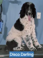 Disco Darling, a female Poodle - Standard  for sale in Rutherfordton, NC – Photo 9 of 10