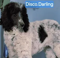 Disco Darling, a female Poodle - Standard  for sale in Rutherfordton, NC – Photo 7 of 10
