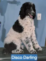 Disco Darling, a female Poodle - Standard  for sale in Rutherfordton, NC – Photo 1 of 10