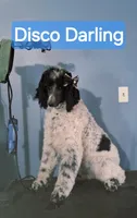 Disco Darling, a female Poodle - Standard  for sale in Rutherfordton, NC – Photo 8 of 10