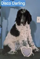 Disco Darling, a female Poodle - Standard  for sale in Rutherfordton, NC – Photo 3 of 10