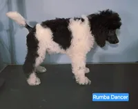 processed/36a082b9-ee48-42af-bebe-2a28e0b408f4/listing/de0f0f4d-3649-4407-b5e6-f9cec566d4cf/6f729ee4-771f-48b9-93e7-5946e28e2267