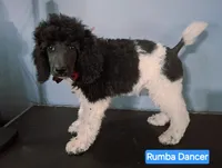 processed/36a082b9-ee48-42af-bebe-2a28e0b408f4/listing/de0f0f4d-3649-4407-b5e6-f9cec566d4cf/a93af61c-3658-4387-8c04-867c6762897a