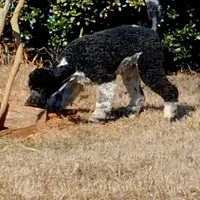 Parti-Man, a male Poodle - Standard  for sale in Rutherfordton, NC – Photo 4 of 9