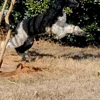 Parti-Man, a male Poodle - Standard  for sale in Rutherfordton, NC – Photo 6 of 9