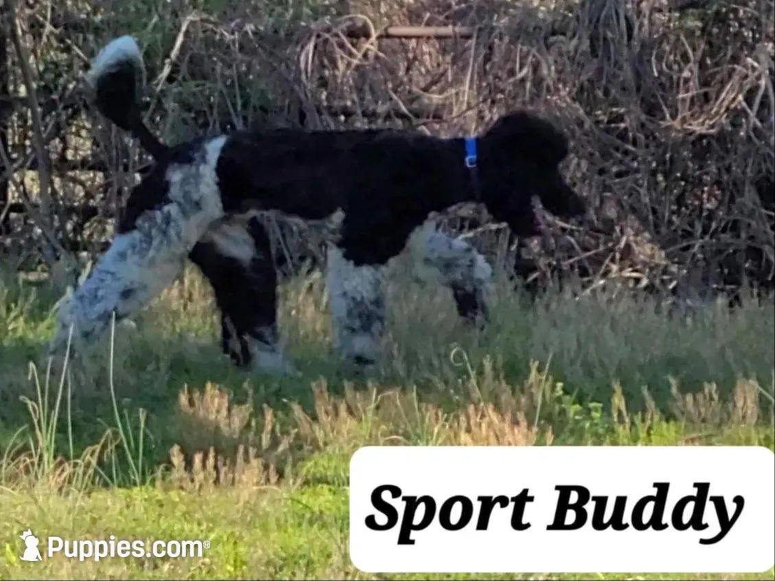 PARTI- Buddy, a male Poodle - Standard  for sale in Rutherfordton, NC – Photo 2 of 7