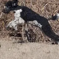 Parti-Man, a male Poodle - Standard  for sale in Rutherfordton, NC – Photo 1 of 9