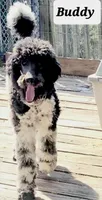 PARTI- Buddy, a male Poodle - Standard  for sale in Rutherfordton, NC – Photo 5 of 7