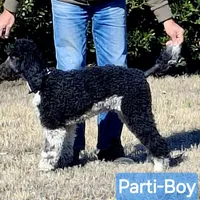 Parti-Man, a male Poodle - Standard  for sale in Rutherfordton, NC – Photo 3 of 9