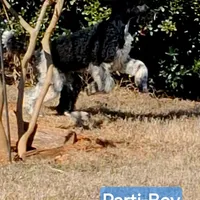 Parti-Man, a male Poodle - Standard  for sale in Rutherfordton, NC – Photo 8 of 9