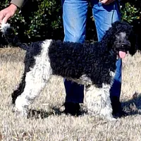 Parti-Man, a male Poodle - Standard  for sale in Rutherfordton, NC – Photo 9 of 9