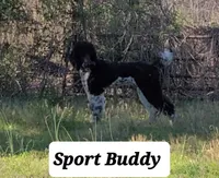 PARTI- Buddy, a male Poodle - Standard  for sale in Rutherfordton, NC – Photo 4 of 7