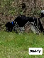 PARTI- Buddy, a male Poodle - Standard  for sale in Rutherfordton, NC – Photo 6 of 7