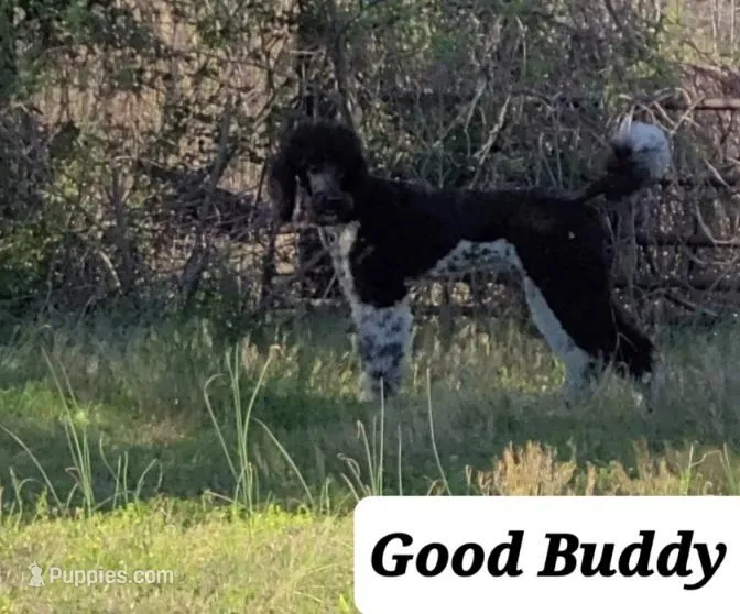 PARTI- Buddy – Poodle - Standard  puppy for sale in Rutherfordton, NC