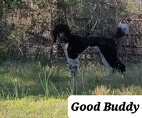 PARTI- Buddy, a male Poodle - Standard  for sale in Rutherfordton, NC – Photo 1 of 7