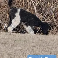 Parti-Man, a male Poodle - Standard  for sale in Rutherfordton, NC – Photo 5 of 9
