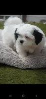 mustache, a male Shih Tzu for sale in Orlando, FL – 3 of 5