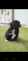 Luna , a female Shih Tzu for sale in Orlando, FL – 2 of 4