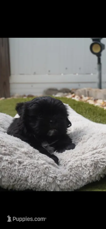 Onyx – Shih Tzu puppy for sale in Orlando, FL