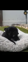 Onyx, a male Shih Tzu for sale in Orlando, FL – 1 of 4