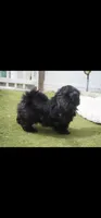 Onyx, a male Shih Tzu for sale in Orlando, FL – 2 of 4