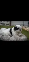 mustache, a male Shih Tzu for sale in Orlando, FL – 2 of 5
