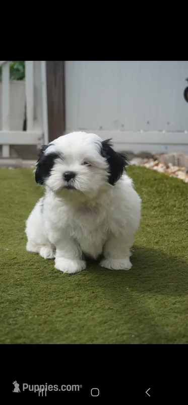 mustache – Shih Tzu puppy for sale in Orlando, FL
