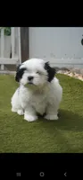 mustache, a male Shih Tzu for sale in Orlando, FL – 1 of 5
